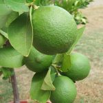Laims-Citrus aurantifolia