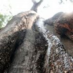 Peru balzāms-Miroxylon balsamum