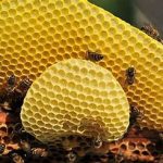 Medus jeb bišu vaska absolūts- Cera flava