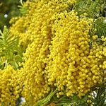 Mimozas absolūts 50% jojobas eļļā- Acacia farnesiana
