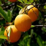 Apelsīns, Citrus sinesis