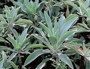 balsal Baltā salvija- Salvia apiana - Image 1