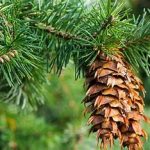 Duglasija  Pseudotsuga sp., P. douglasii