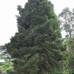 Dižegle Picea abies