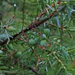 Kadiķa ogas -Juniperus communis