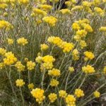 Kaķpēdiņa-Helichrysum angustifolium