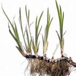 Kalme CO2 -Acorus calamus