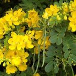 Kassijas kanēlis Cinnamomum cassia