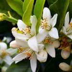 Neroli-Citrus aurantium var.amara
