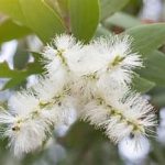 Medus mirtes ēteriskā eļļa, Honey myrtle, Melaleuca teretifolia