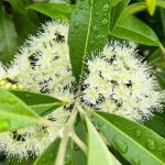 Citronmirtes ēteriskā eļļa Lemon myrtle, Backhousia citriodora