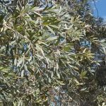 Nerolina jeb papīra mizas tējaskoka ēteriskā eļļa  , Melaleuca quinquenervia, CT ‘Nerolina’