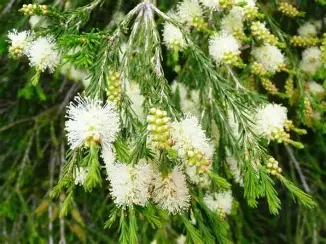 OIP (6) Savvaļas rozalinas ēteriskā eļļa Rosalina, Malaleuca ericifolia - Image 1