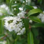 Anīsa mirtes ēteriskā eļļa Anise myrtle, Syzygium anisatum