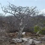 Palo santo-Palo santo, Bursera graveolens  