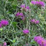 Monarde -Monarda Monarda fistulosa