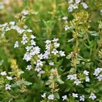 Timiāns sarkanais -Thyme  Thymus vulgaris