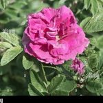 Roze- Rose R.damascena, R.centifolia
